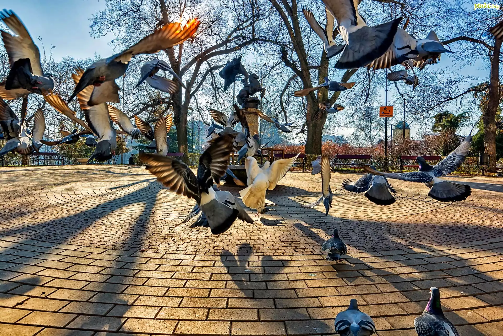 Miasto, Park, Pomnik, Gołębie