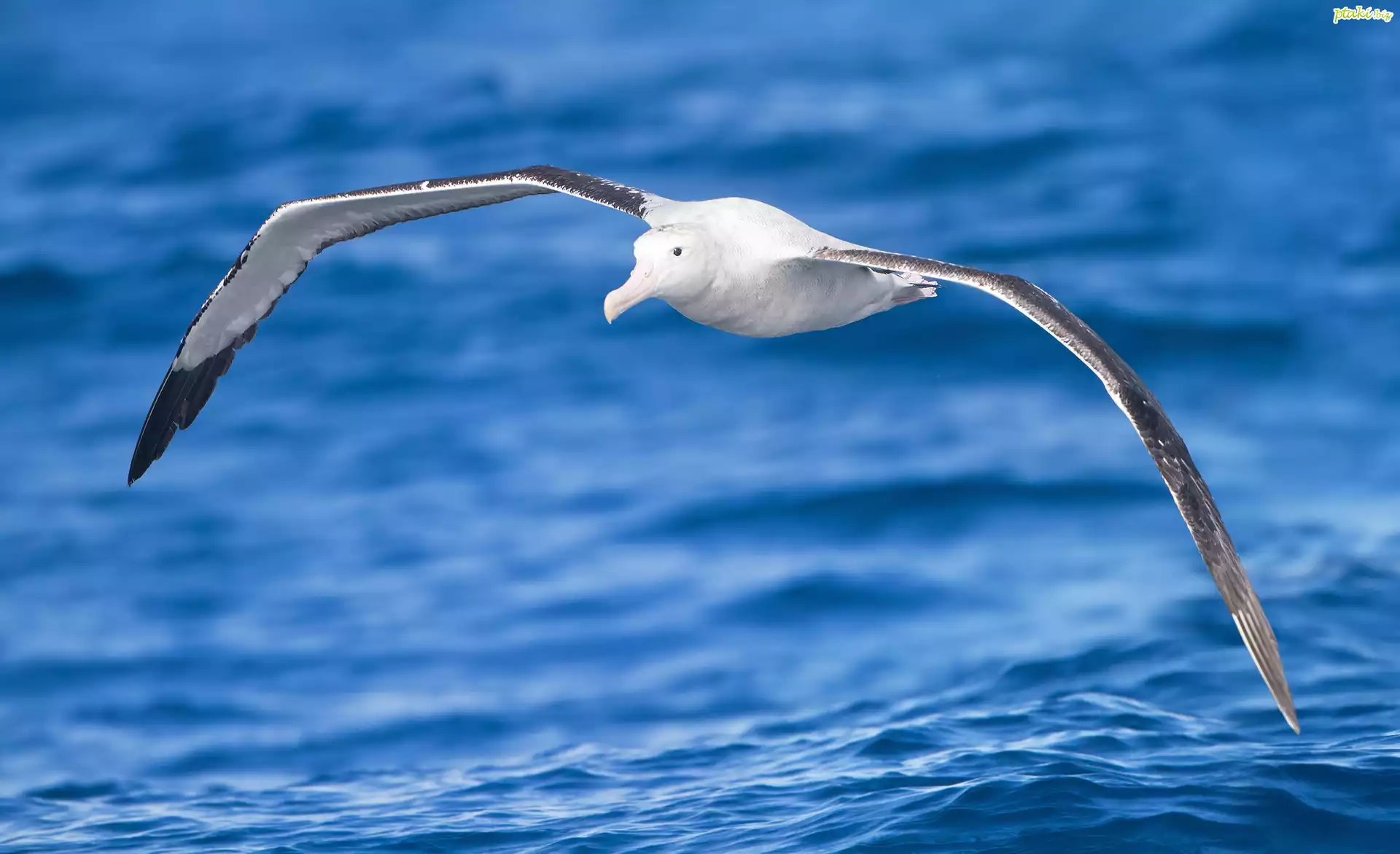 Morze, Albatros