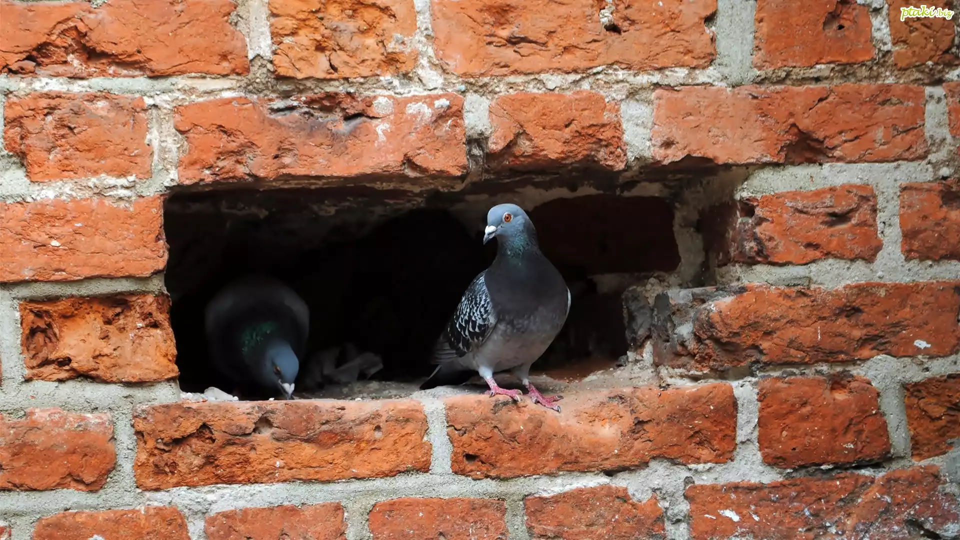 Gołębie, Mur, Wnęka