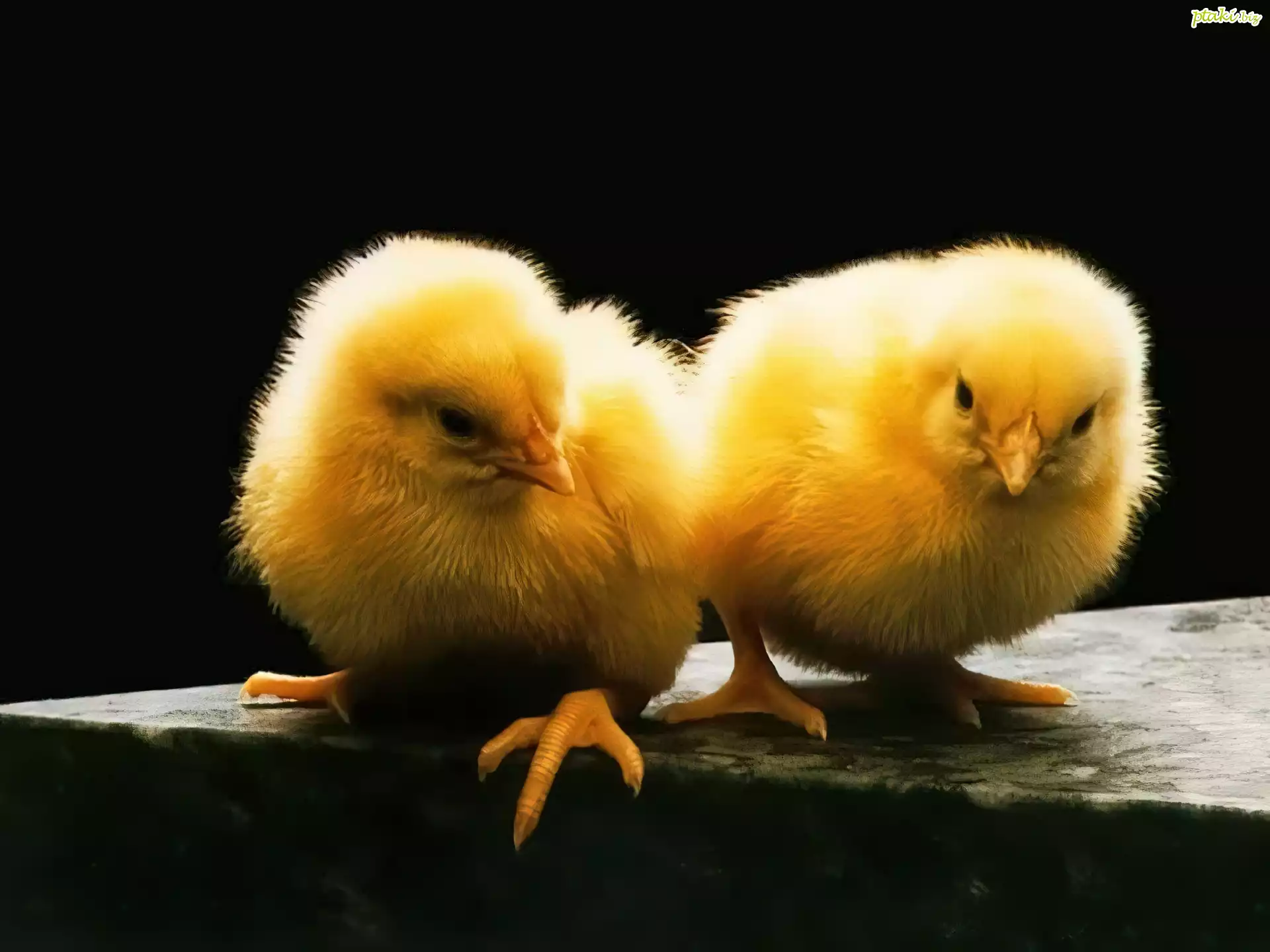 Dwa, Żółte, Kurczaczki