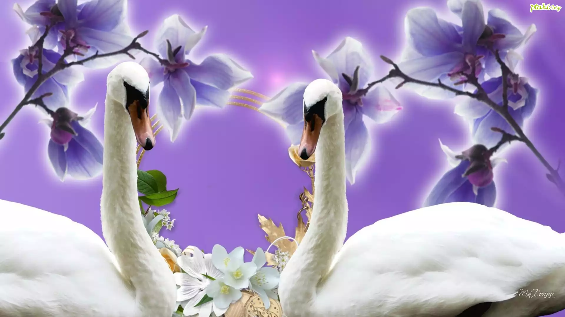 Łabędzie, Orchidea, Grafika