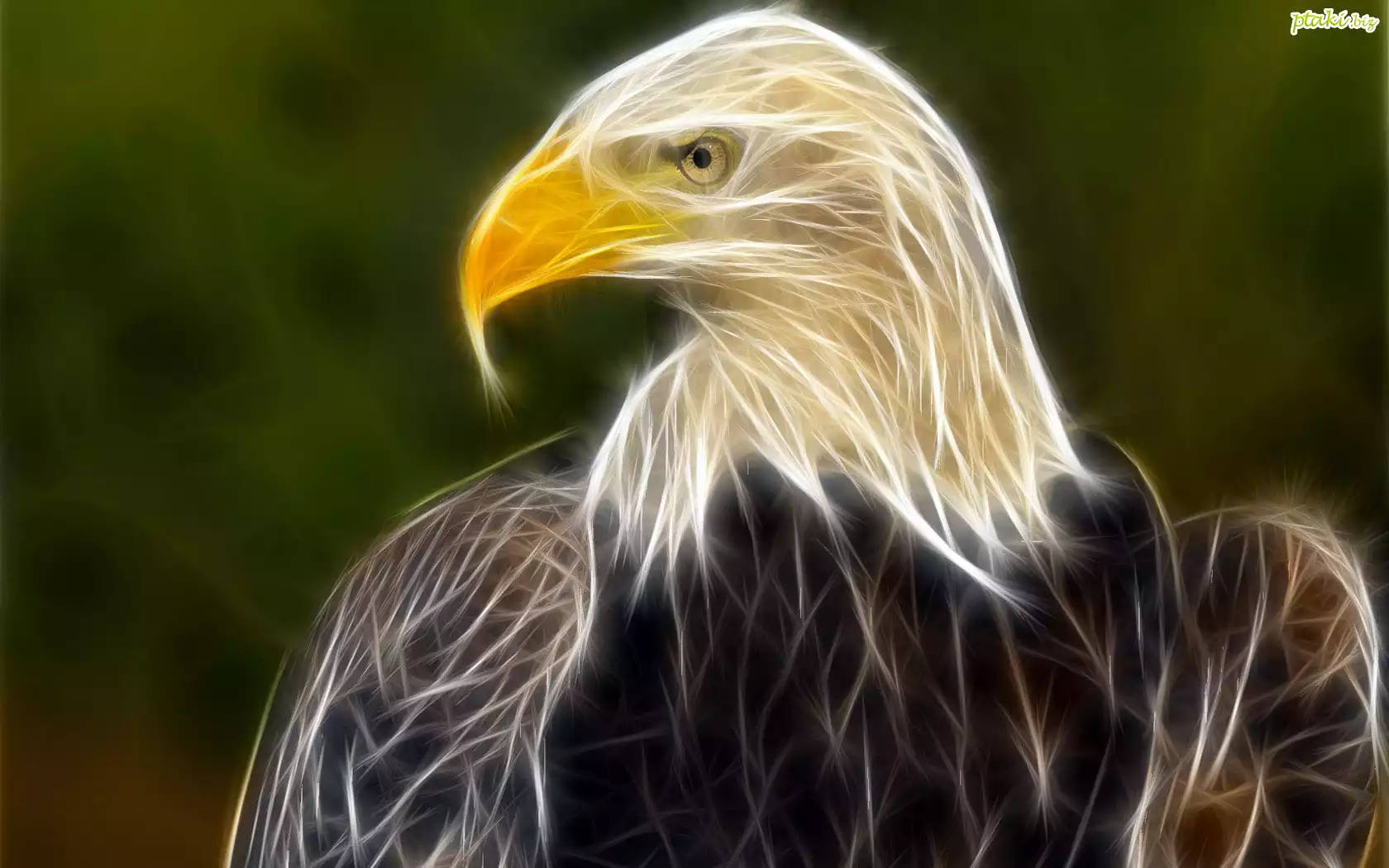 Fractalius, Bielik amerykański