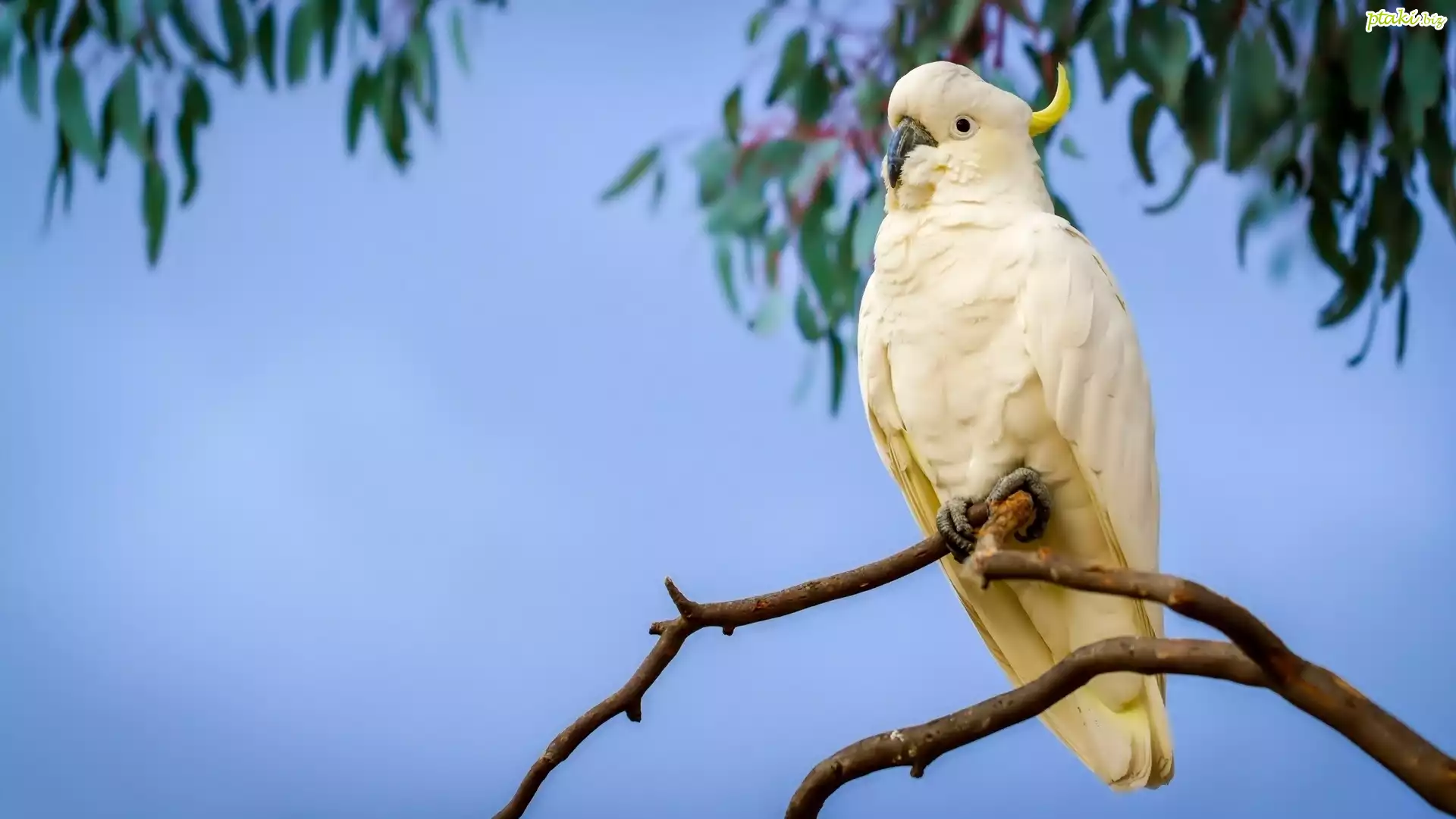 Papuga, Kakadu