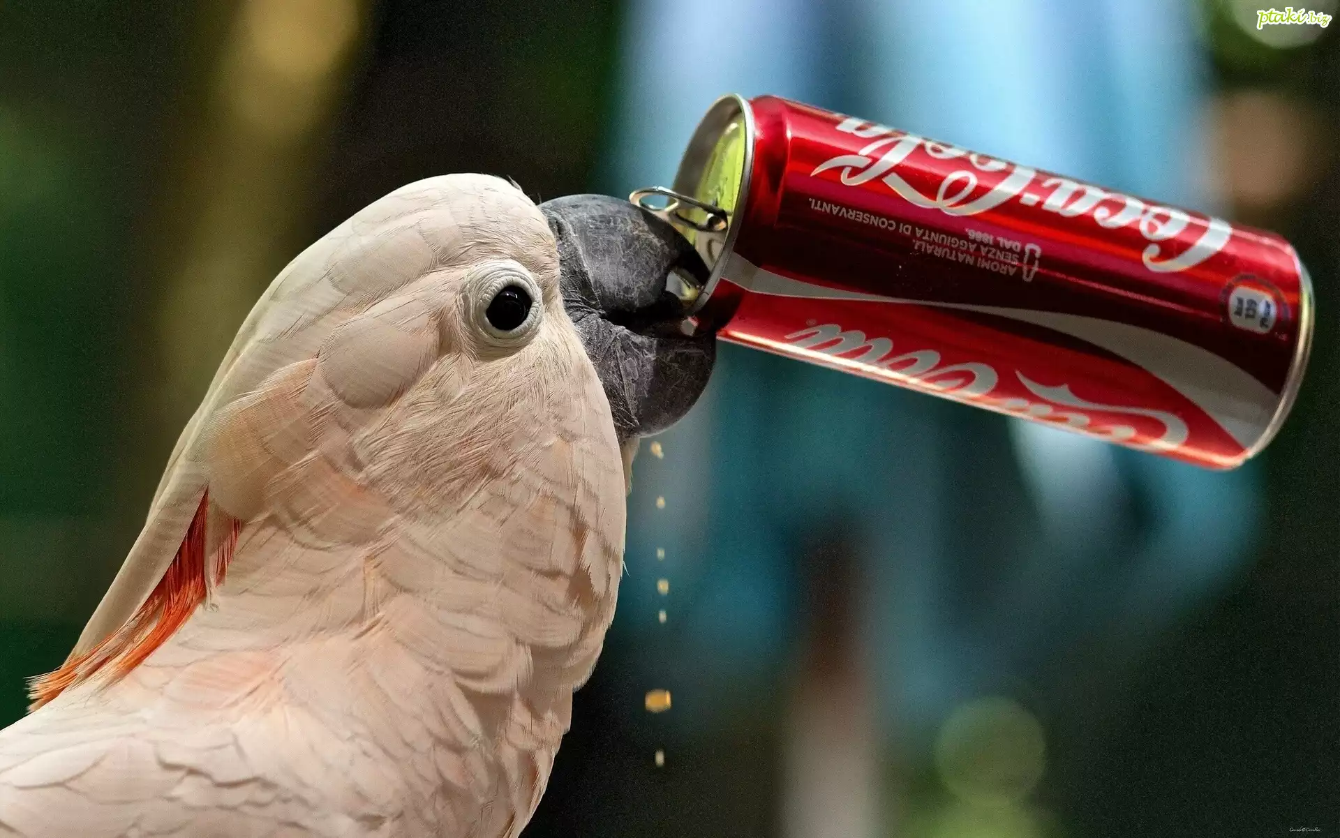 Papuga, Kakadu, Puszka, Cola