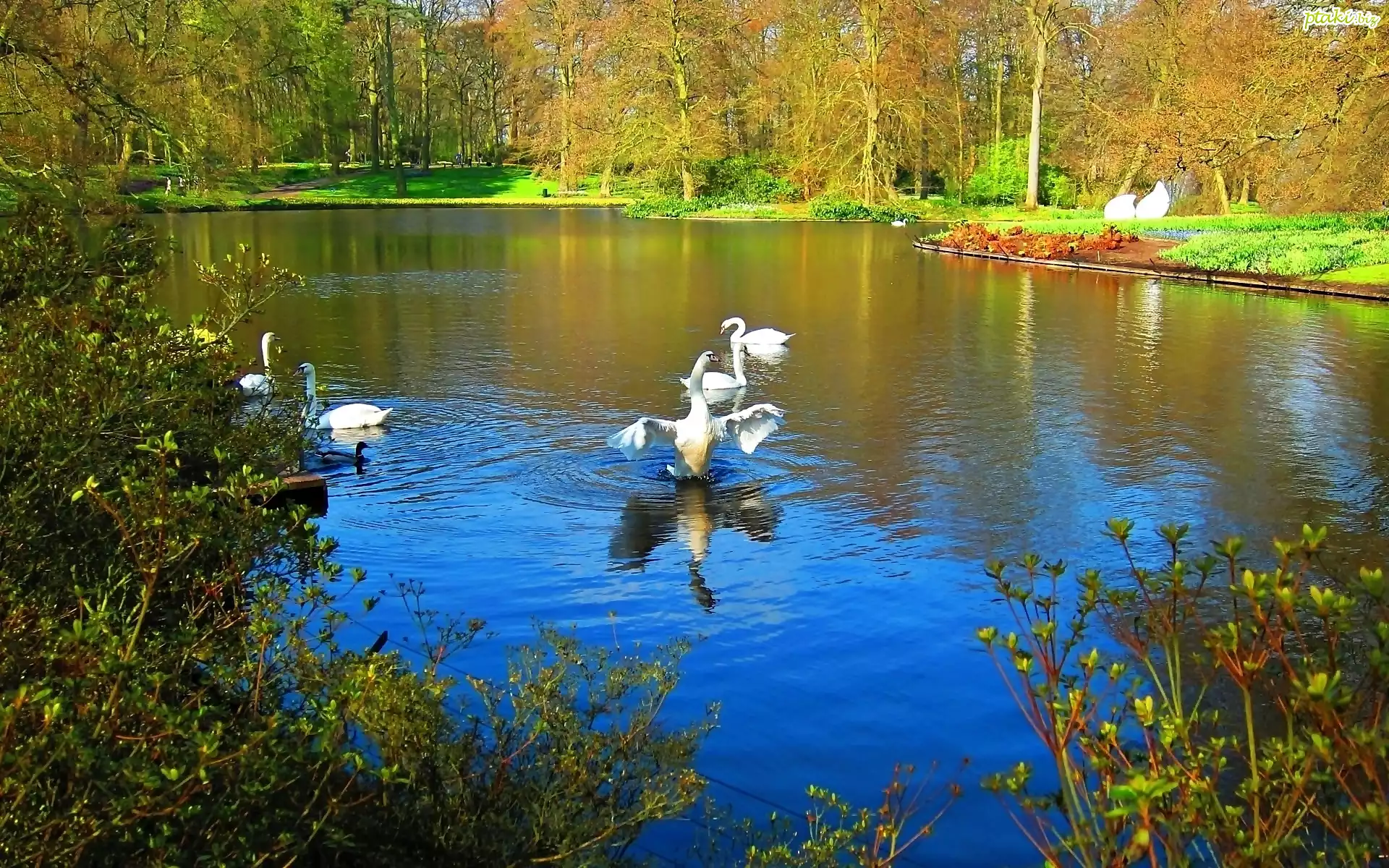 Park, Staw, Łabędzie, Jesień