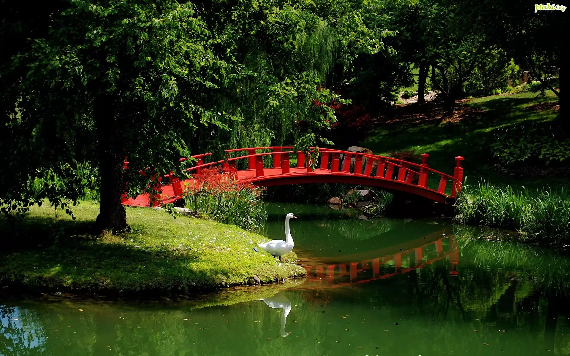 Park, Rzeka, Mostek, Łabędź