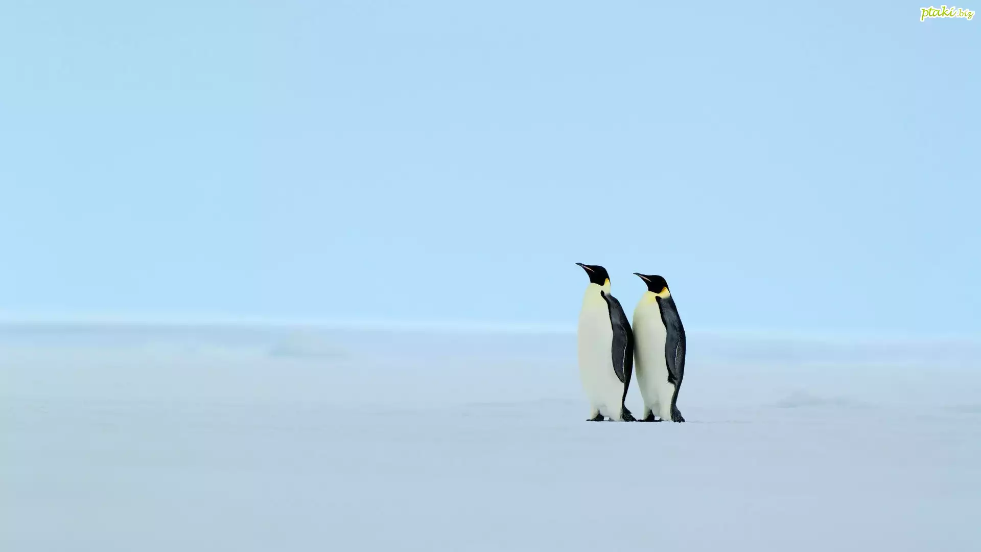 Pingwiny