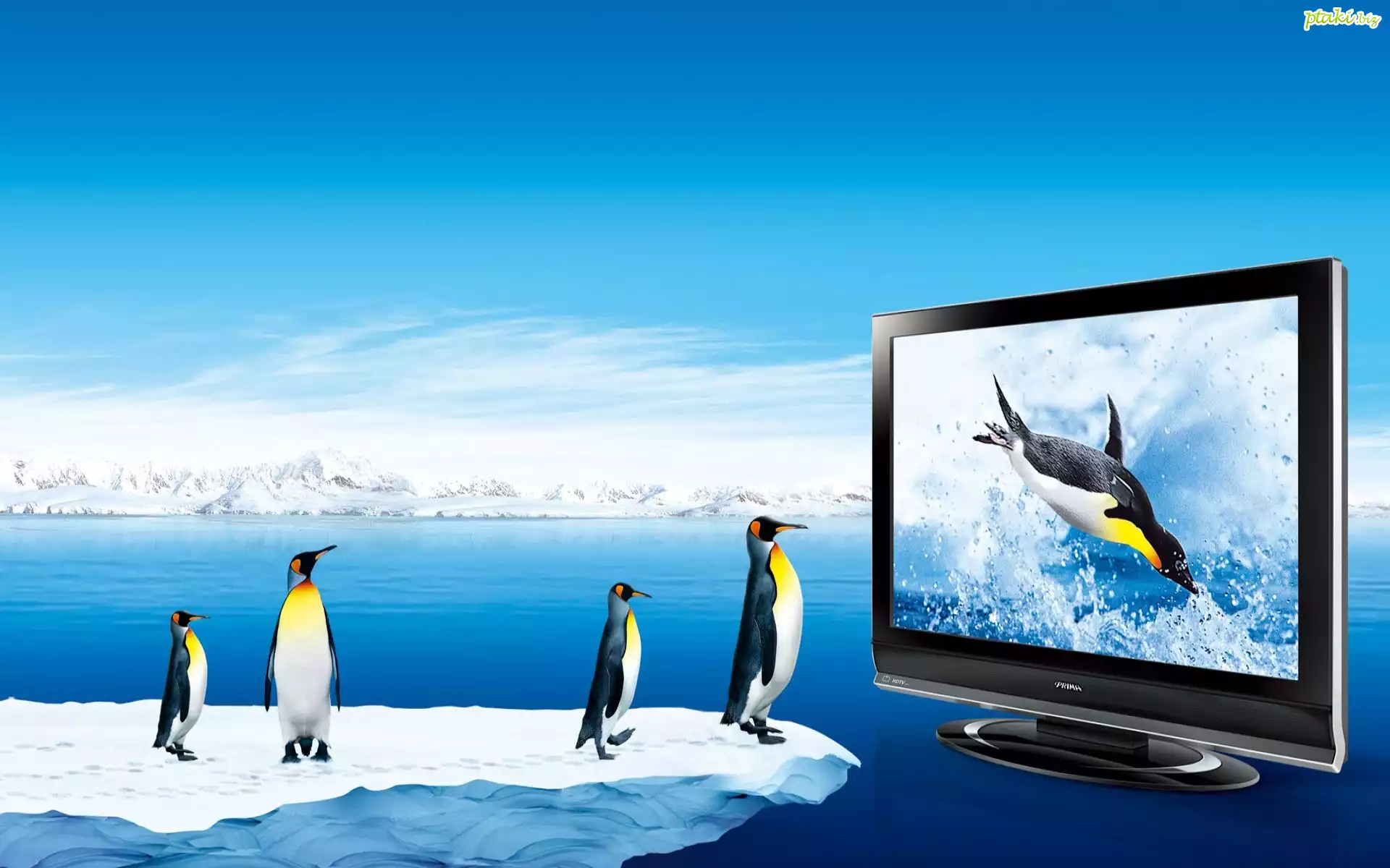 Pingwiny, Telewizor