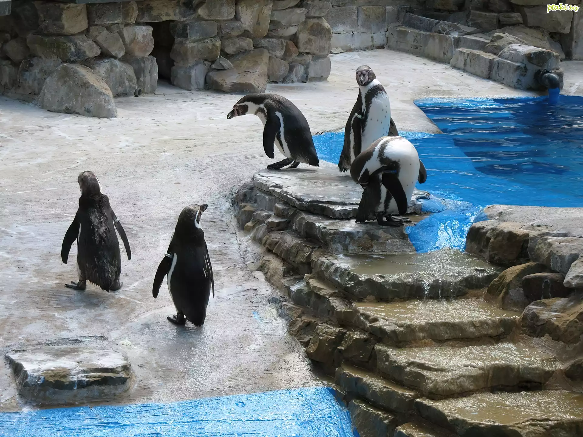 Pingwiny, Zoo