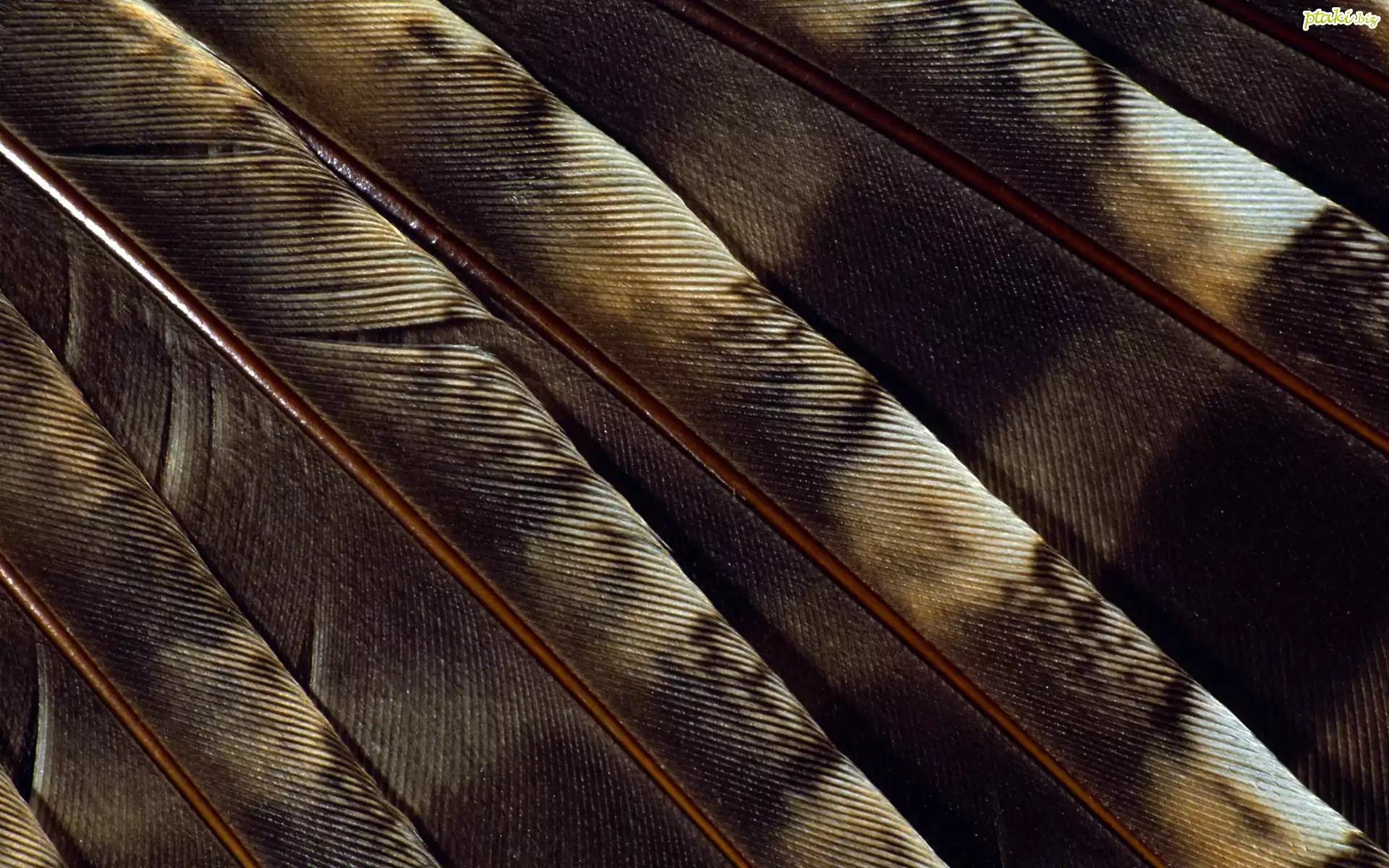 Pióra, Ptaków