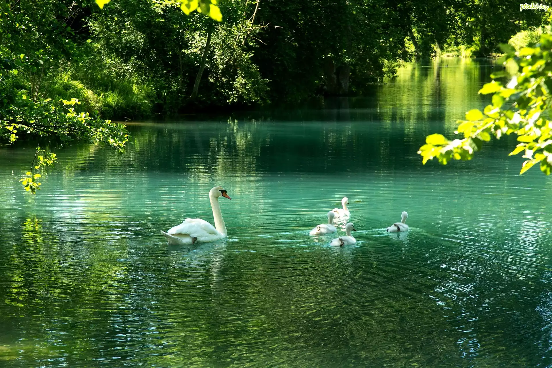 Łabędzie, Pisklęta, Staw