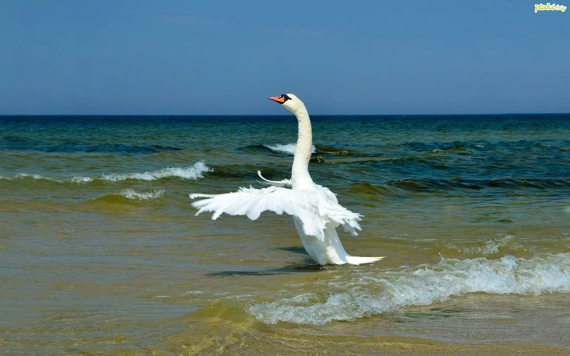 Morze, Plaża, Łabędź