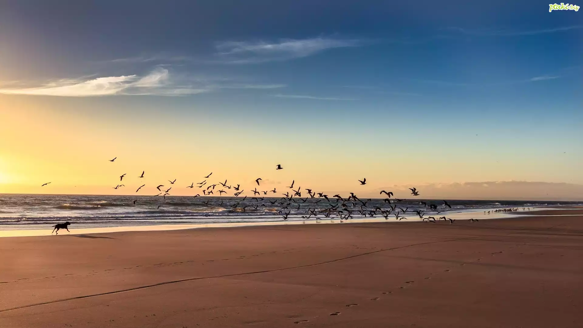 Morze, Plaża, Poranek, Wschód Słońca, Ptaki, Pies