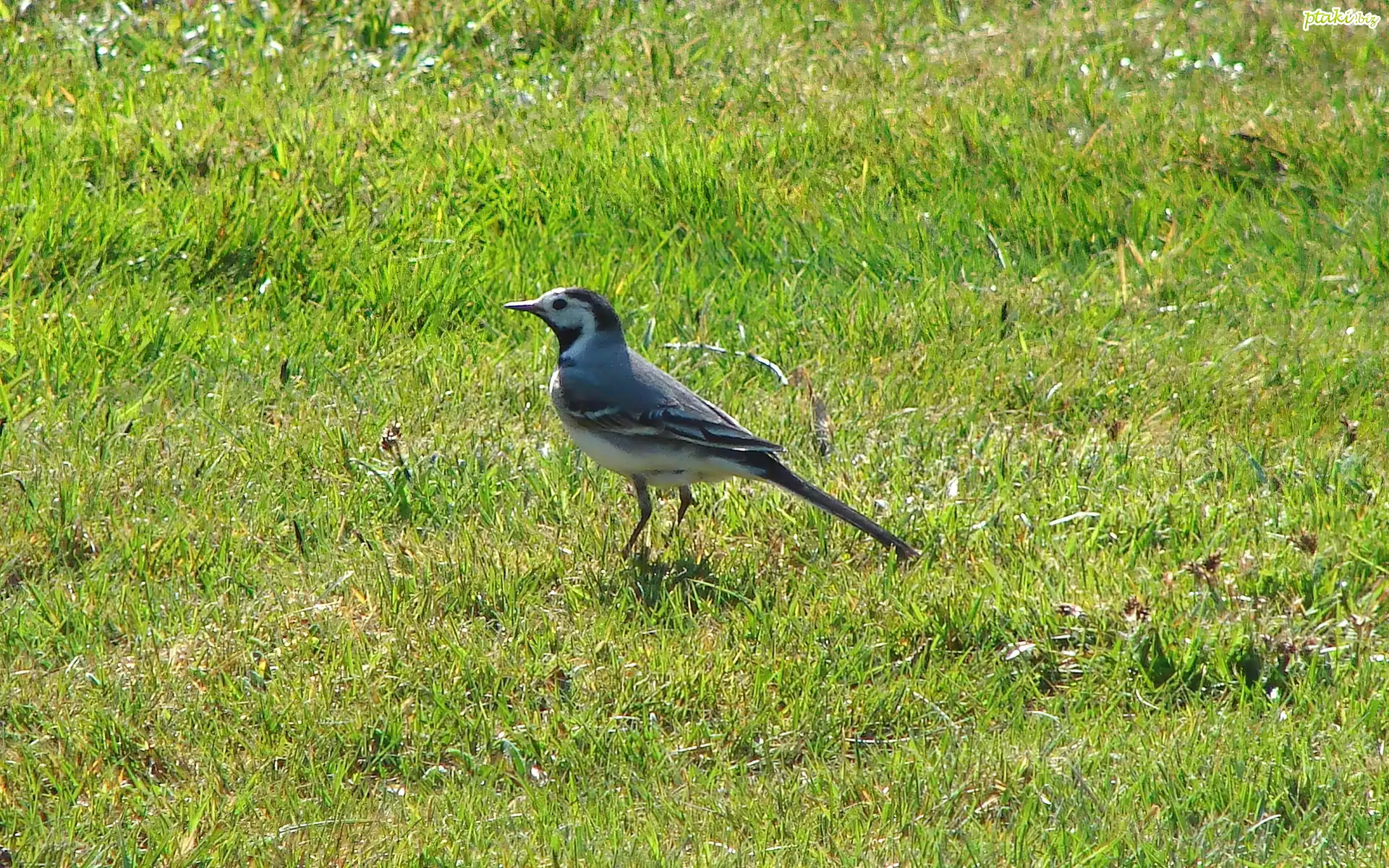 Pliszka, Trawa