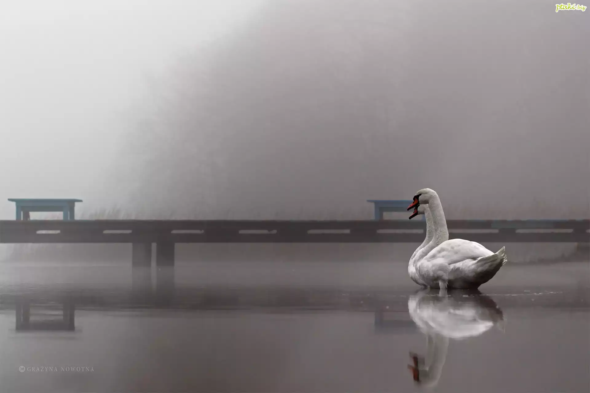 Łabędzie, Jezioro, Pomost, Mgła