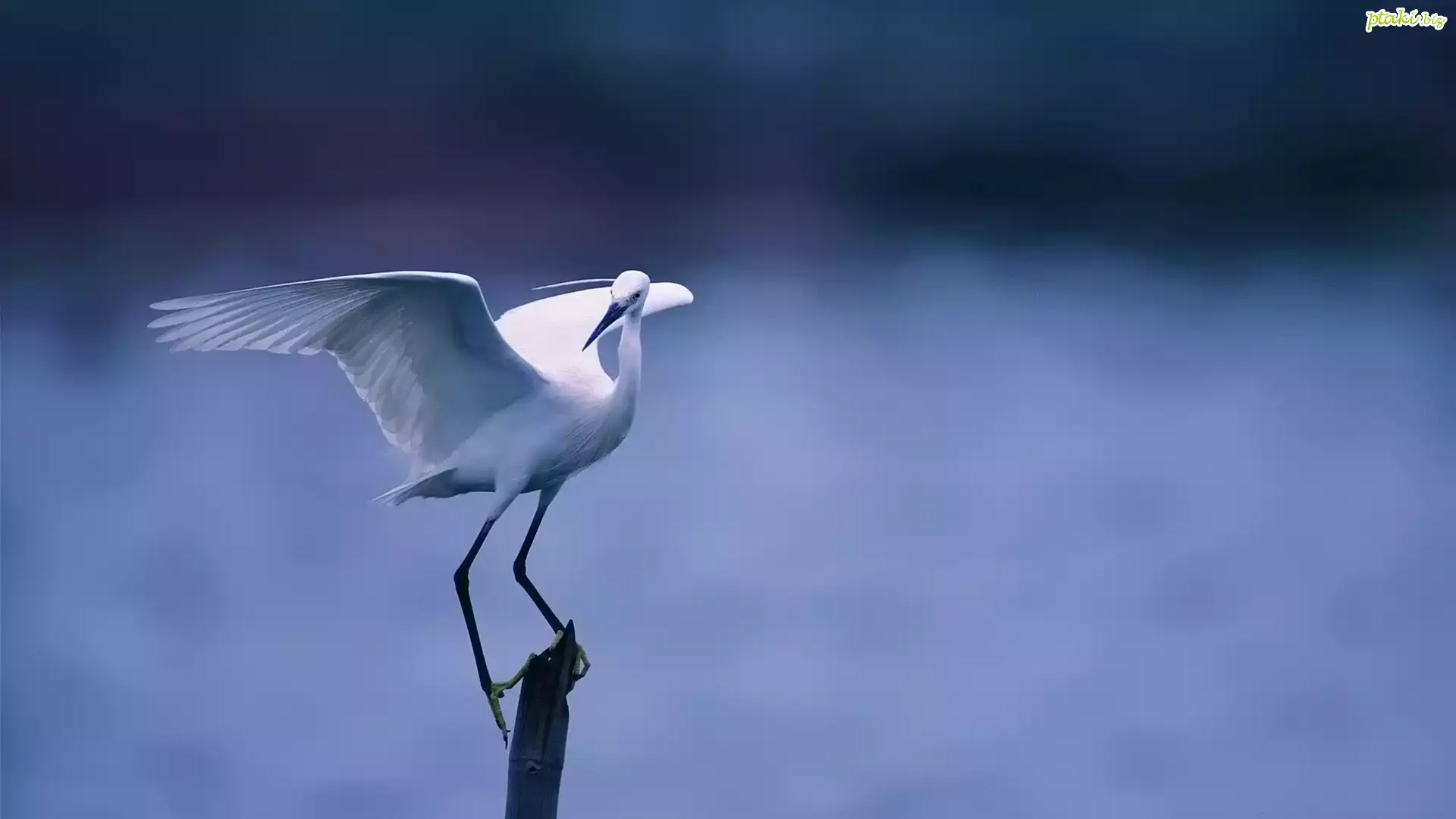 Ptak, Czapla