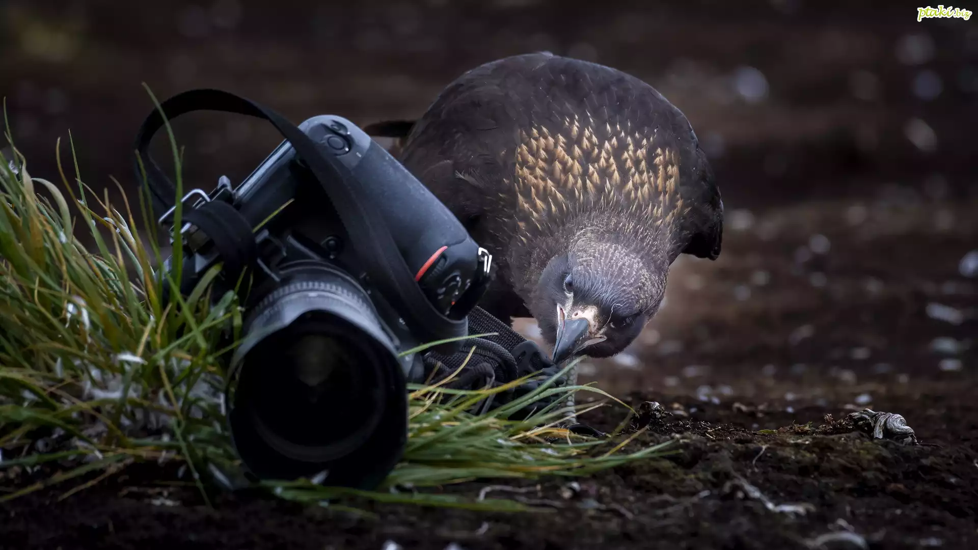 Ptak, Karakara falklandzka, Aparat fotograficzny