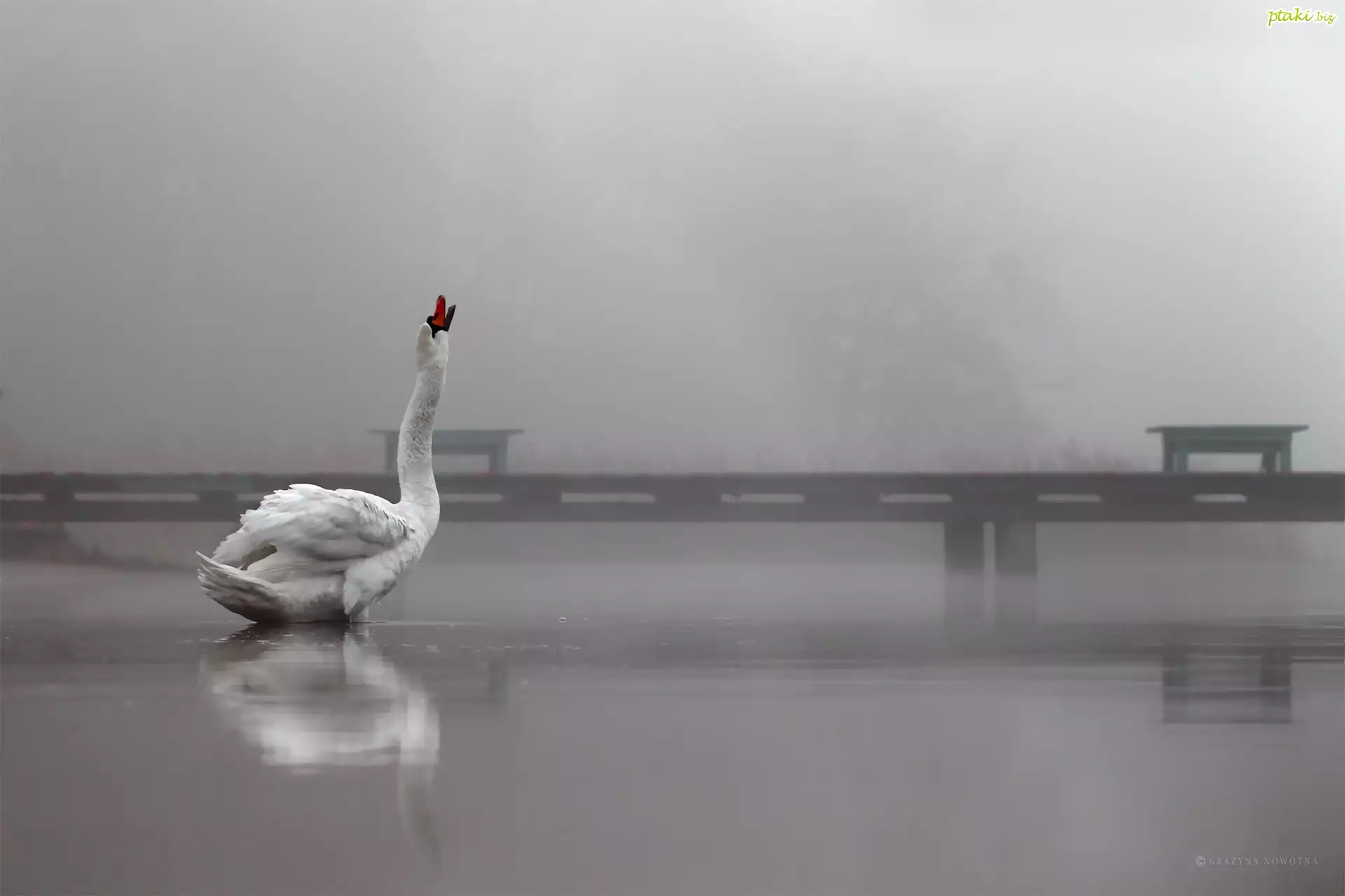 Łabędź, Biały, Ptak, Pomost