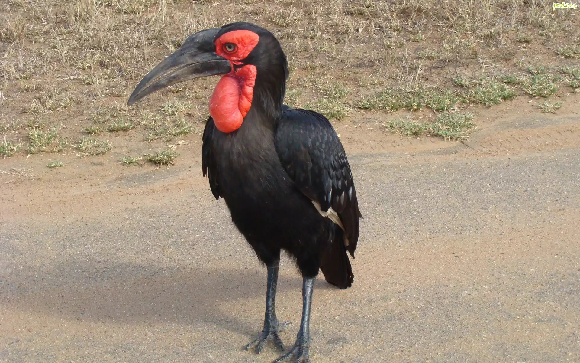 Ptak, Dzioborożec