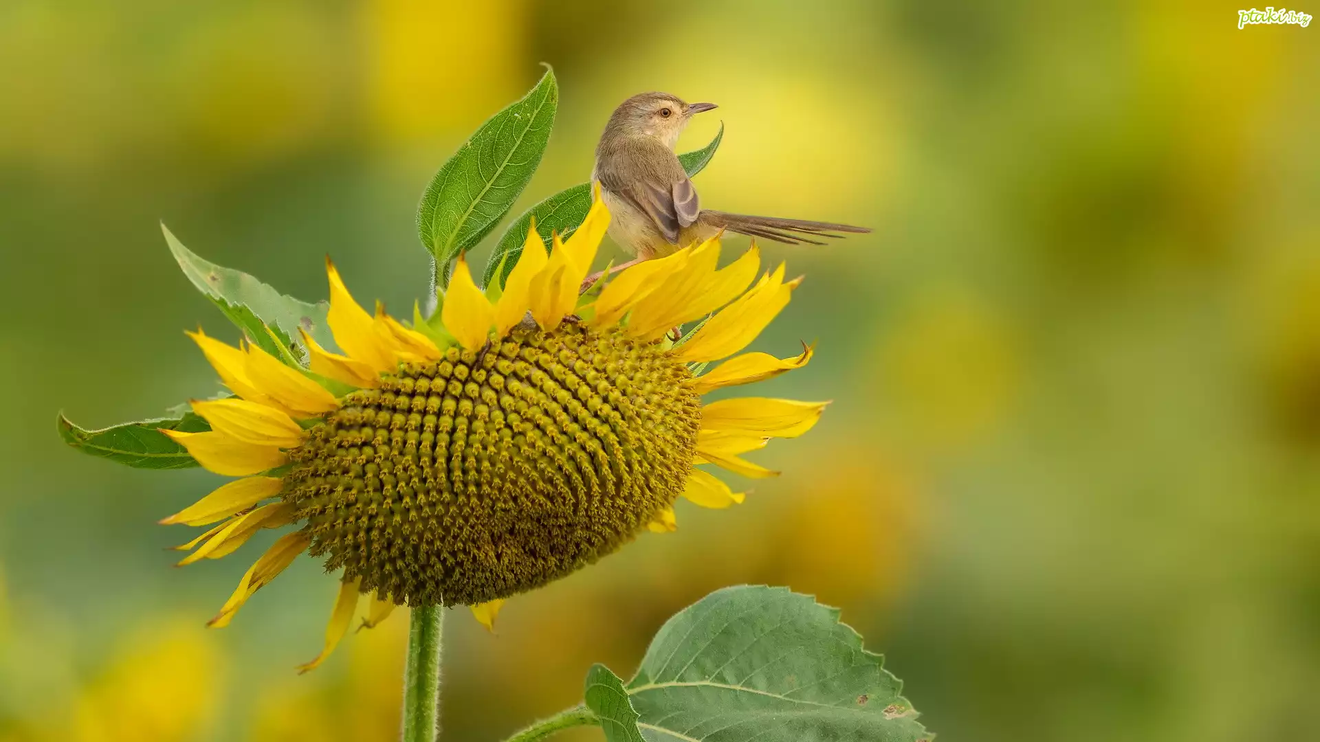 Ptak, Prinia, Kwiat, Słonecznik