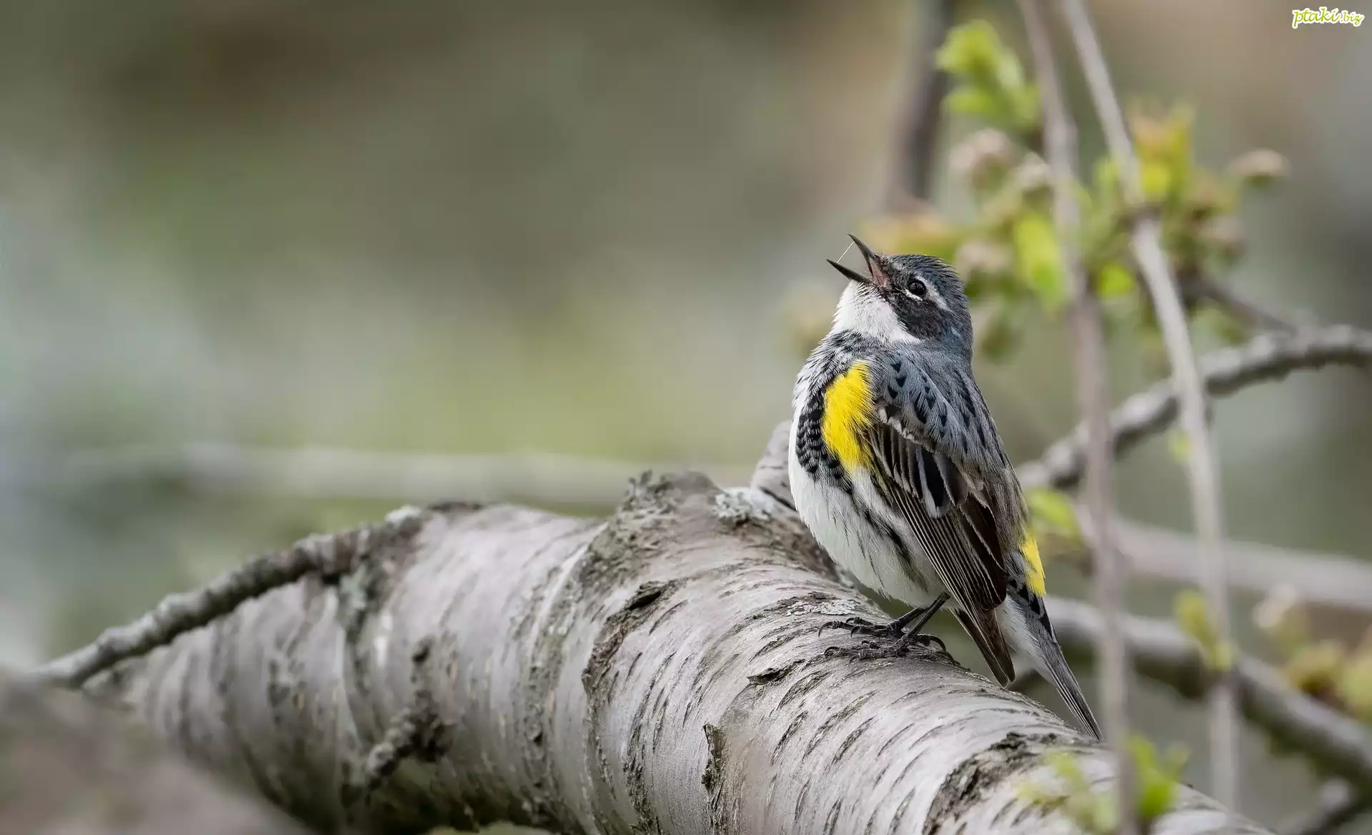 Ptak, Lasówka, Myrtle warbler, Gałąź