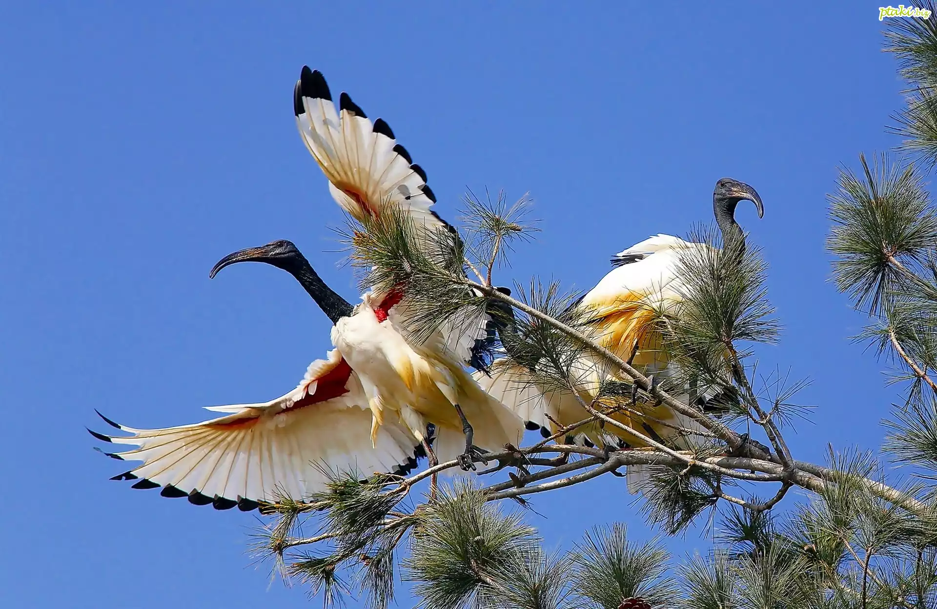 Ptaki, Ibis Biały, Drzewo