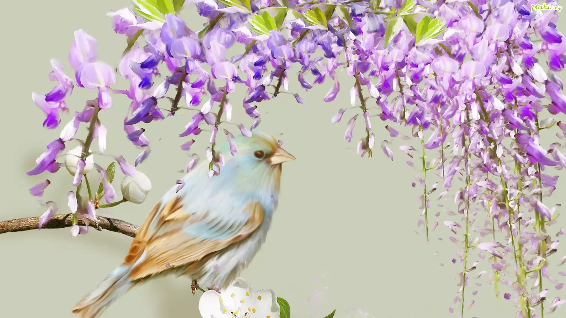 Ptaszek, Wisteria