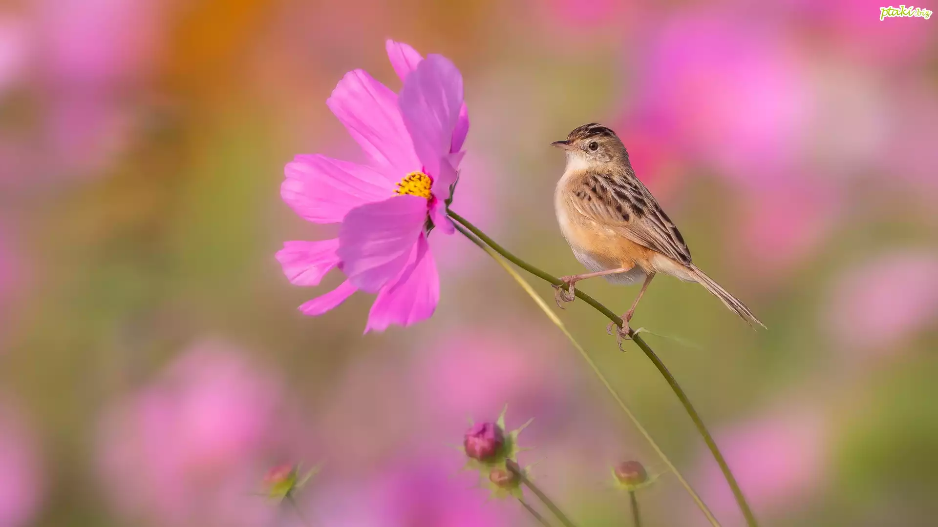 Różowy, Kwiat, Kosmea, Ptak, Prinia płowa