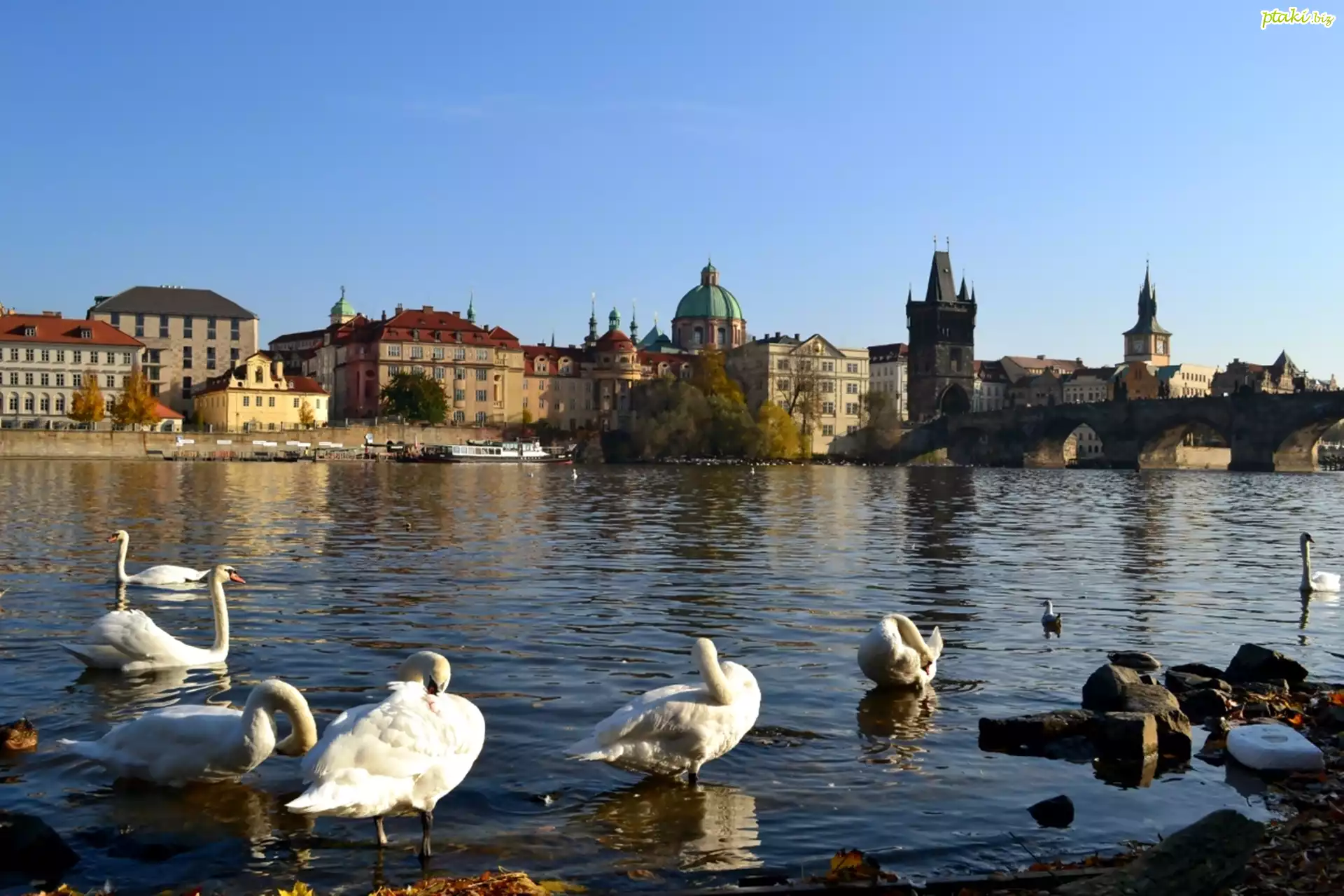 Rzeka, Łabędzie, Budynki, Miasto