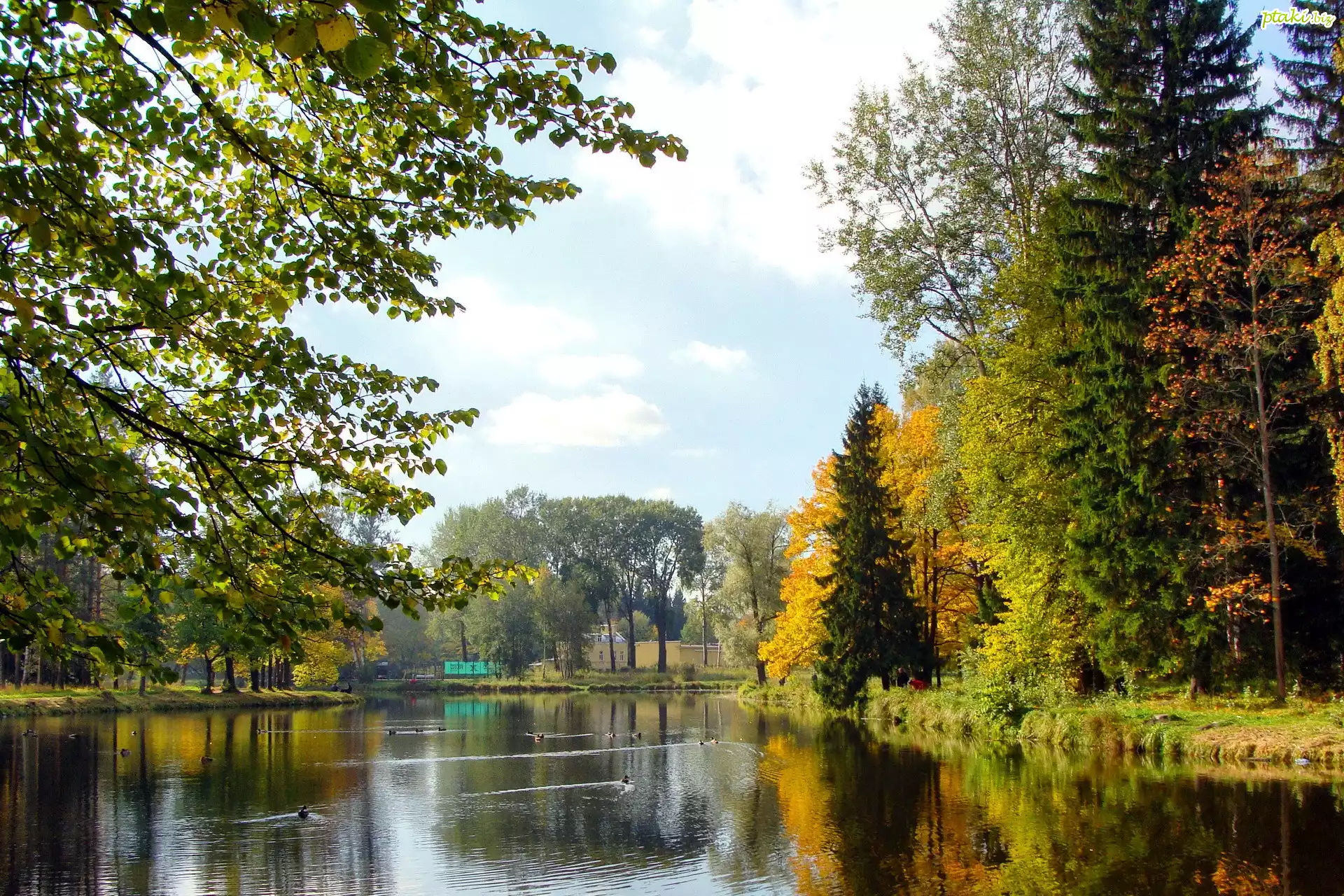 Rzeka, Kaczki, Park, Jesień