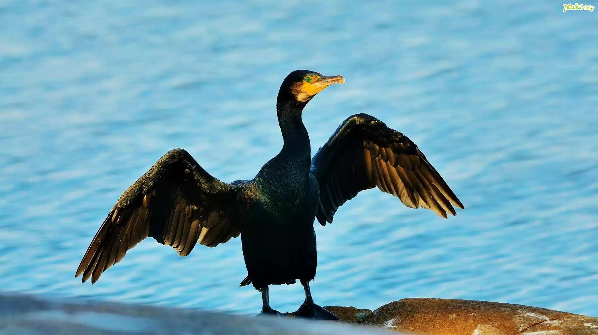 Kormoran, Skrzydła, Woda