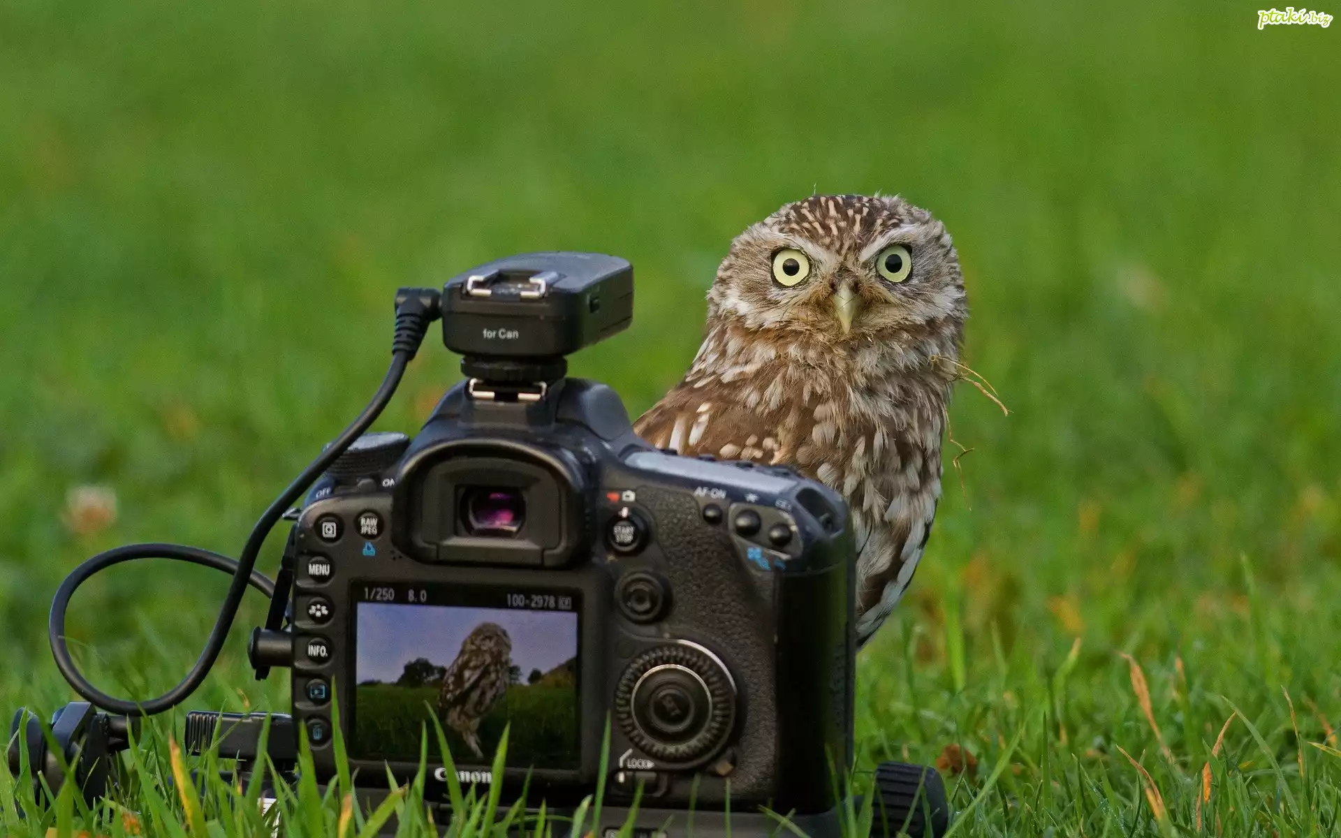 Sowa, Łąka, Aparat, Fotograficzny
