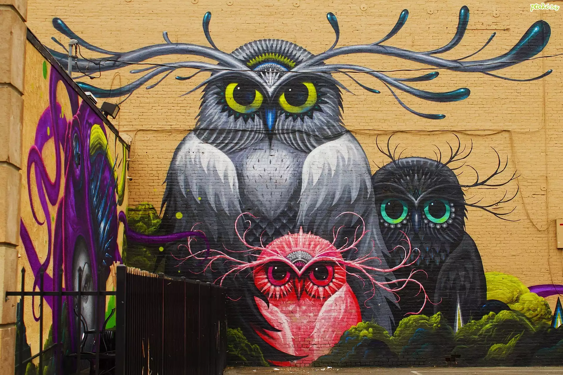 Kolorowe, Sowy, Mural, Street art