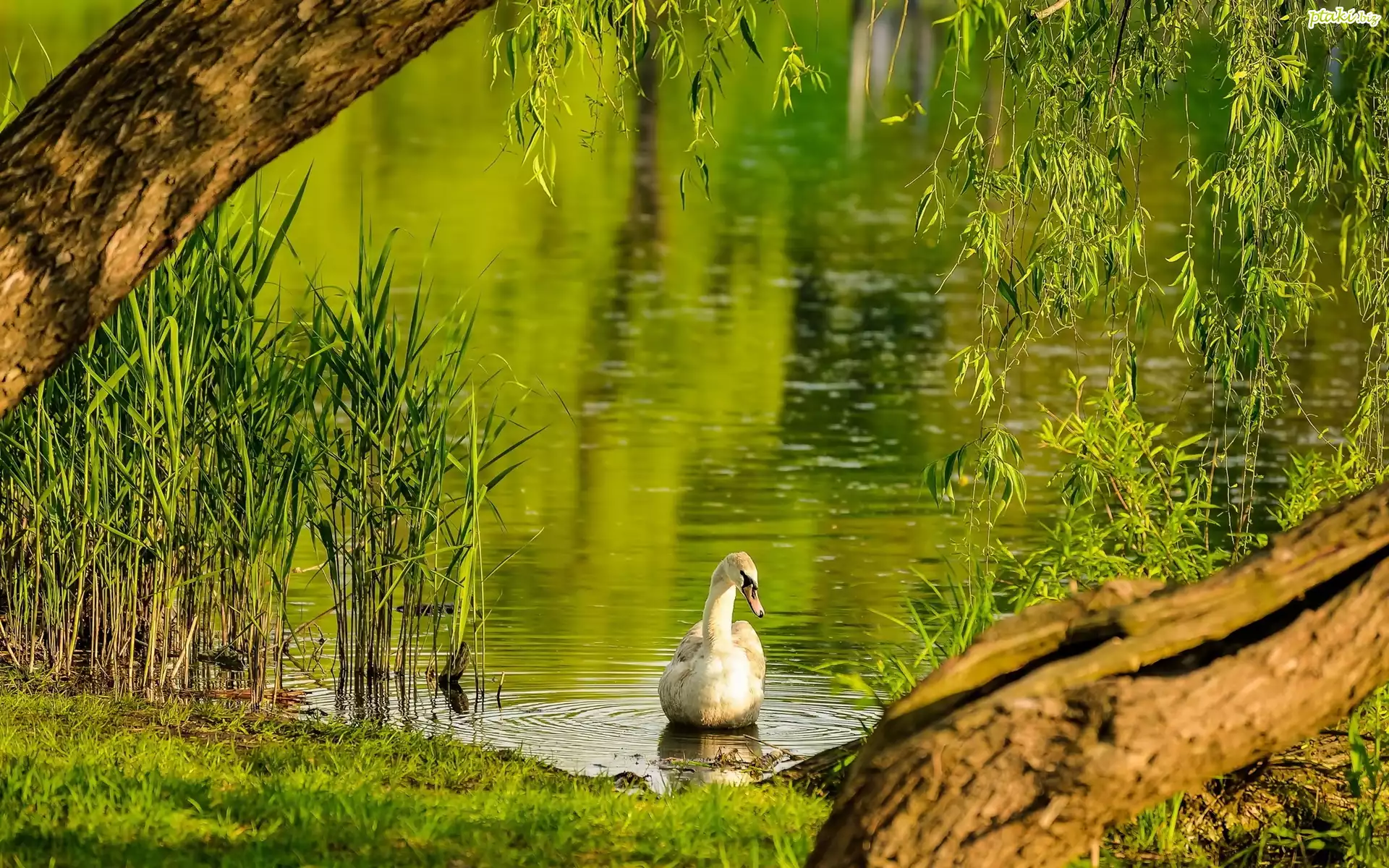 Łabędz, Staw, Drezwo