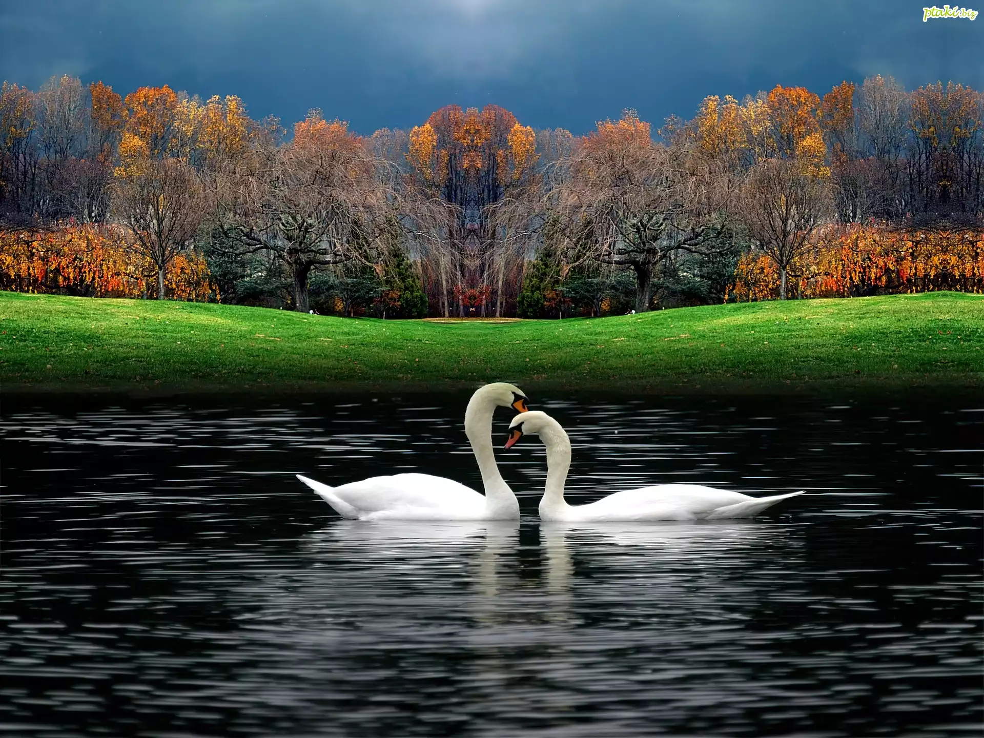Łabędzie, Jezioro, Trawa, Park