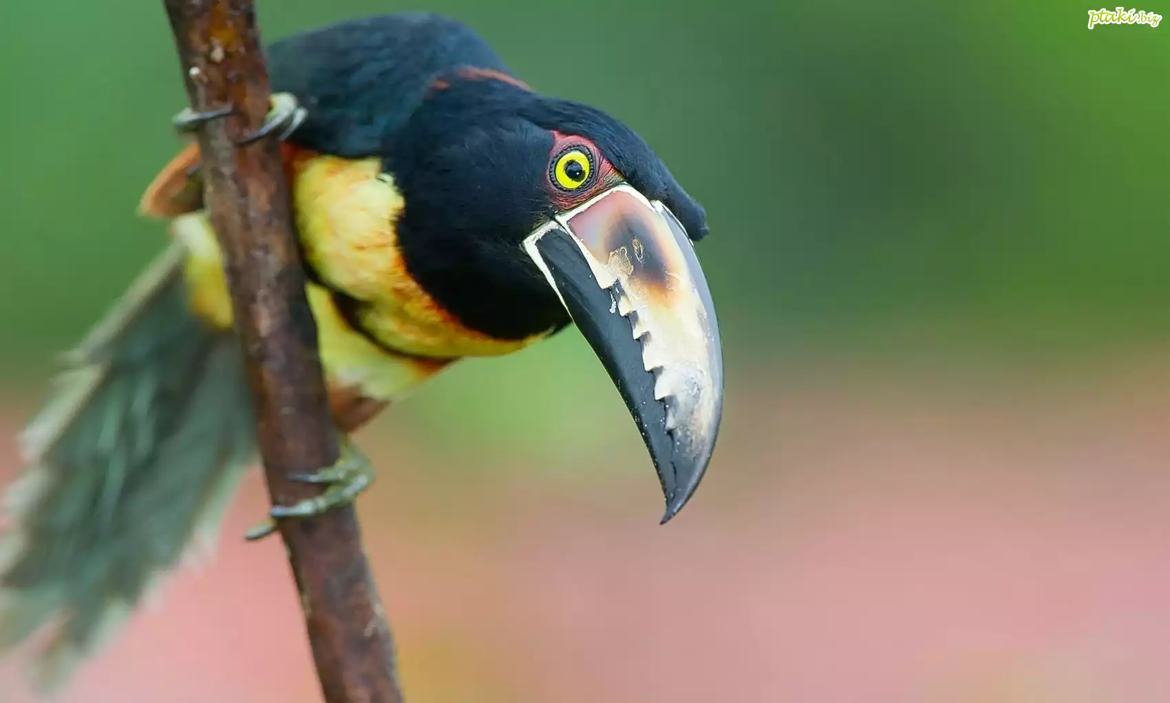 Tukan
