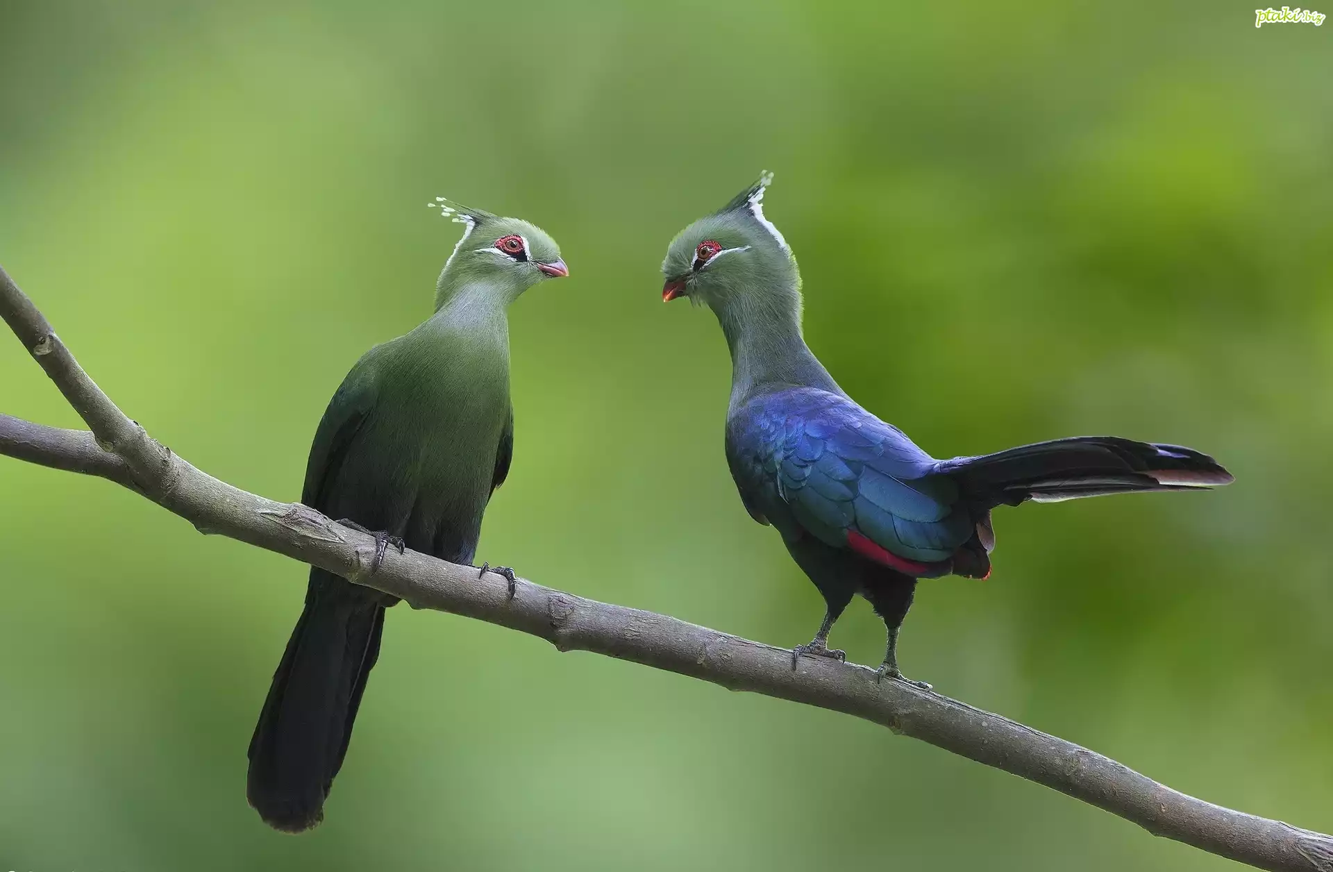 Ptaki, Turaco, Para