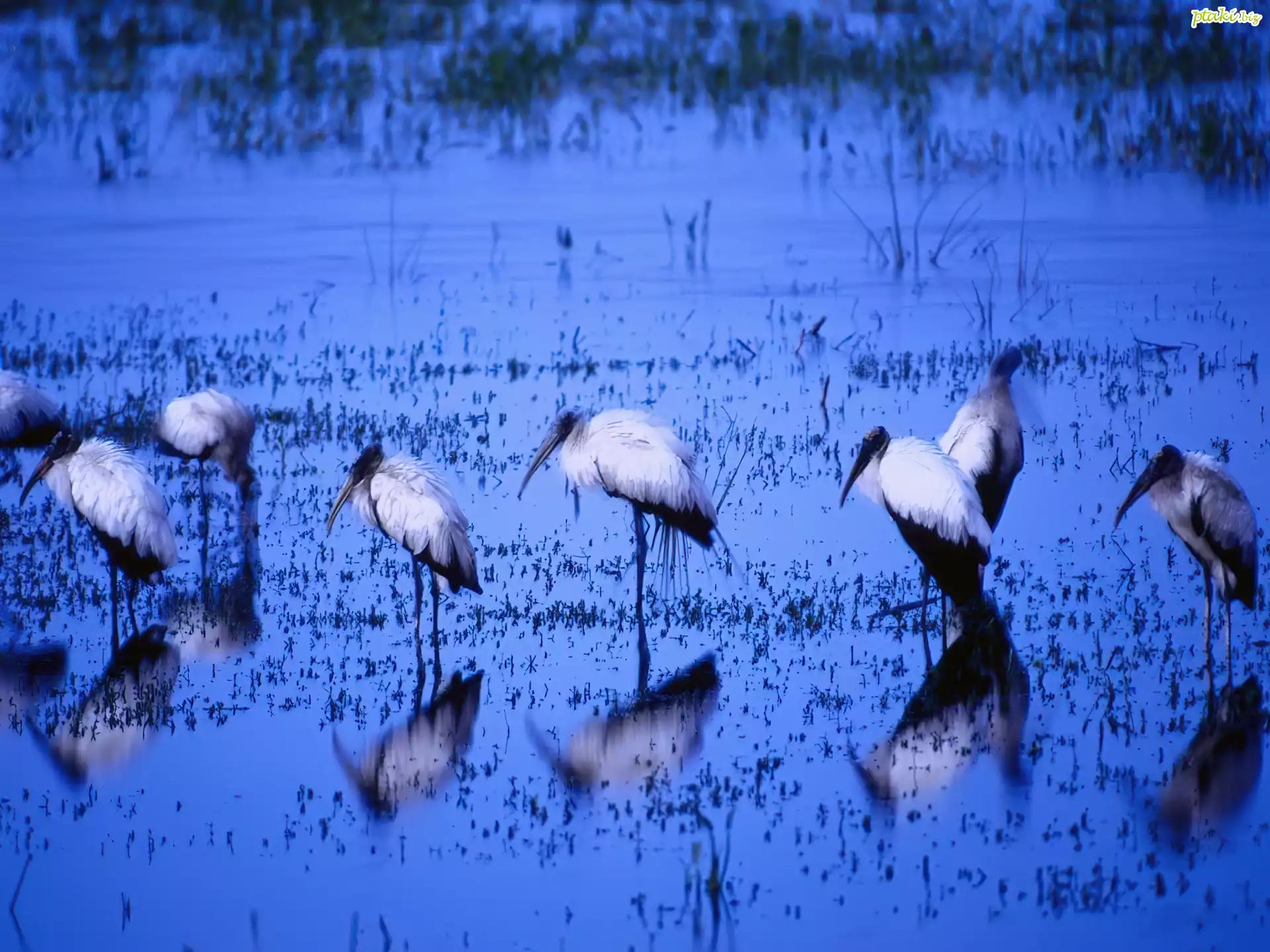 Ptak Wodny, Ibis