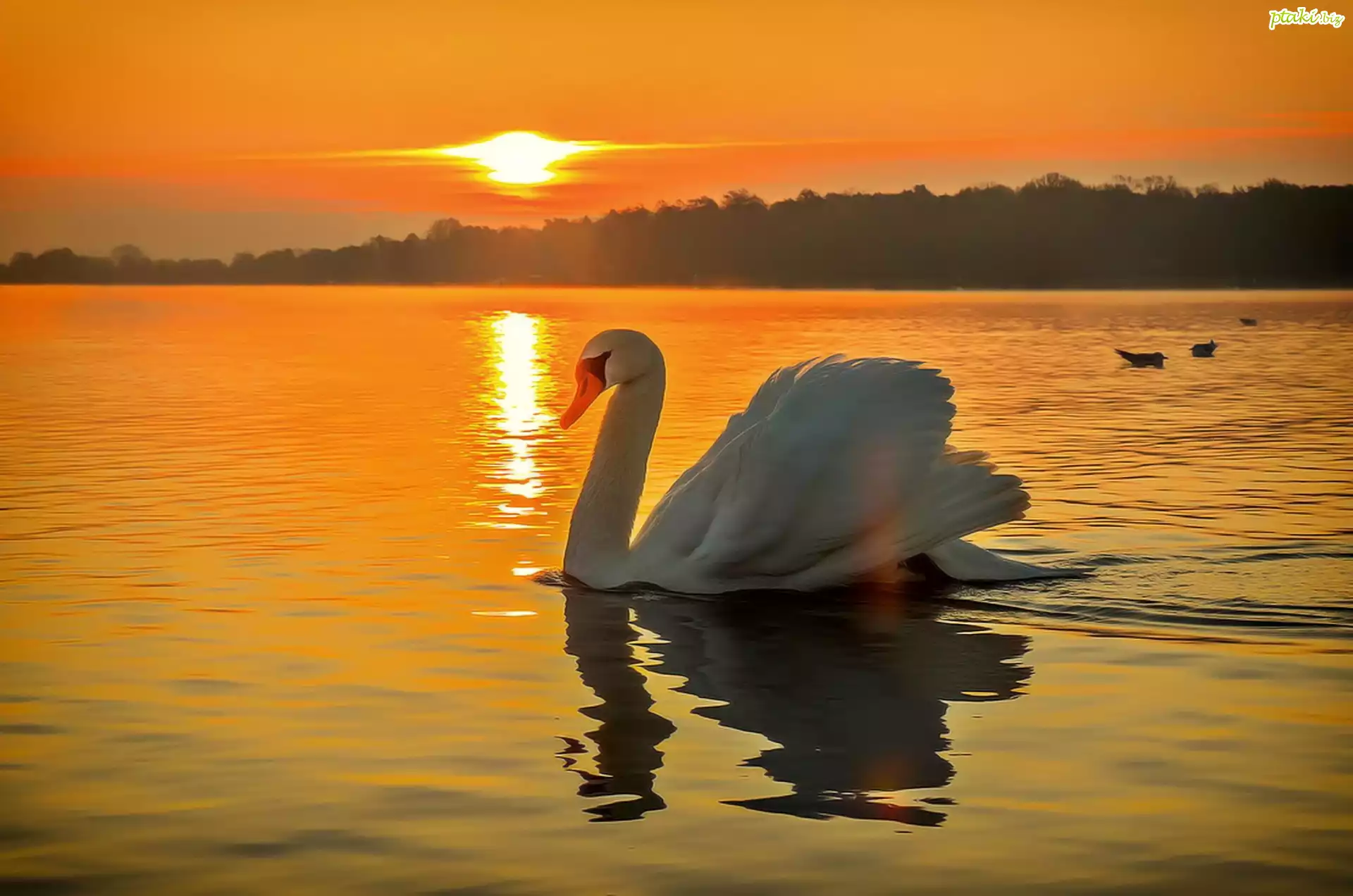 Łabędź, Jezioro, Zachód, Słońca