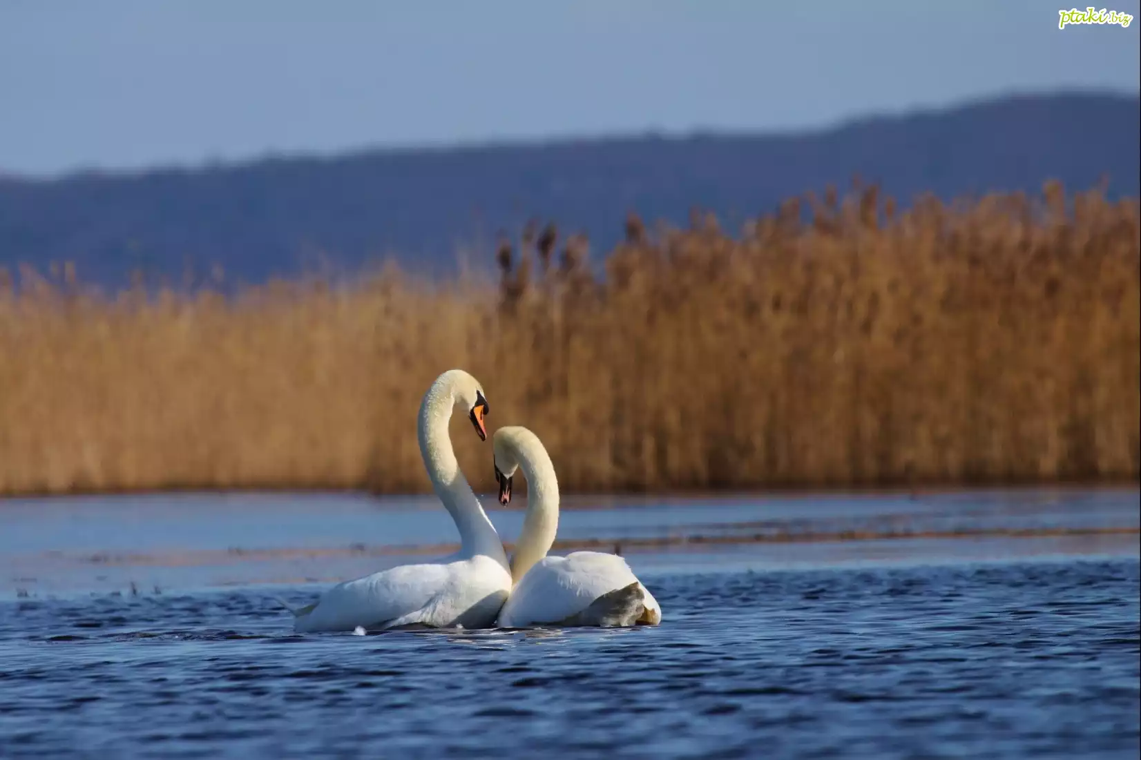 Zakochane, Łabędzie, Jezioro, Trzcina