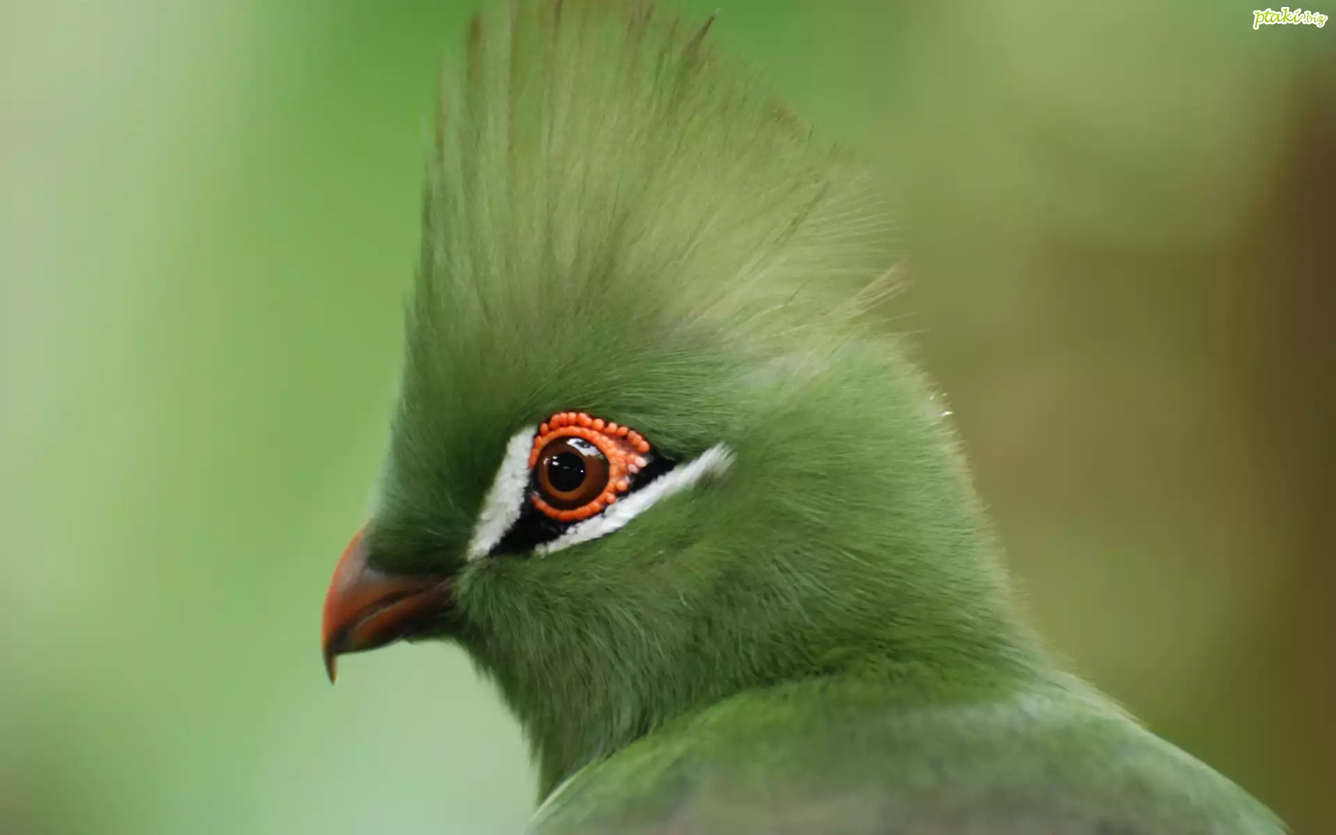 Zielony, Turaco