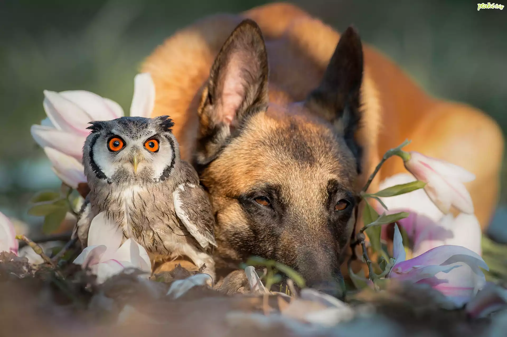 Pies, Owczarek belgijski Malinois, Ptak, Sowa, Syczek zwyczajny